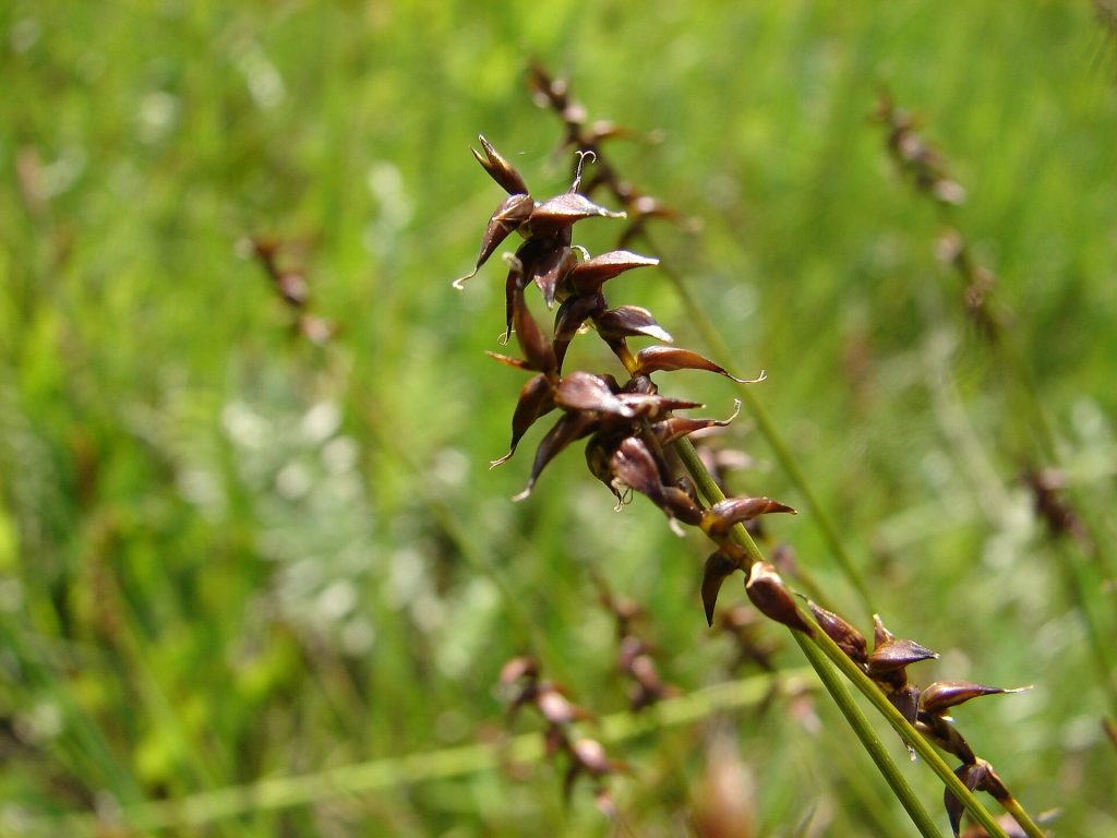 Carex davalliana Smith.jpg