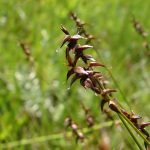 Carex davalliana Smith.jpg