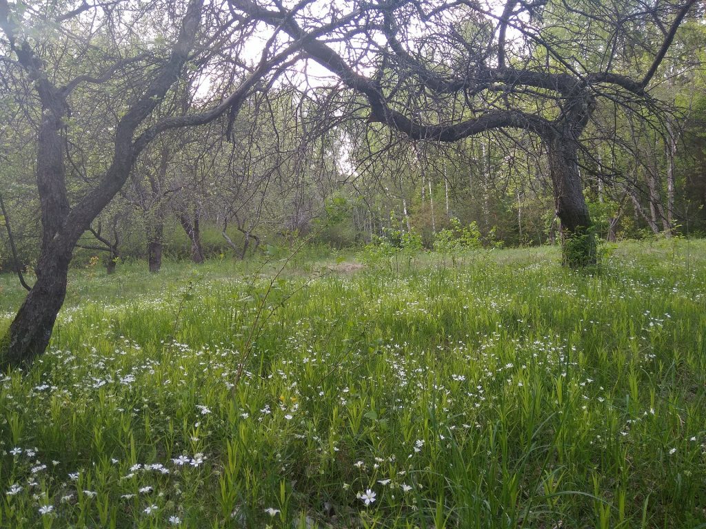 Урочище Нечимне квітучий сад (фото by sonja4na).jpg
