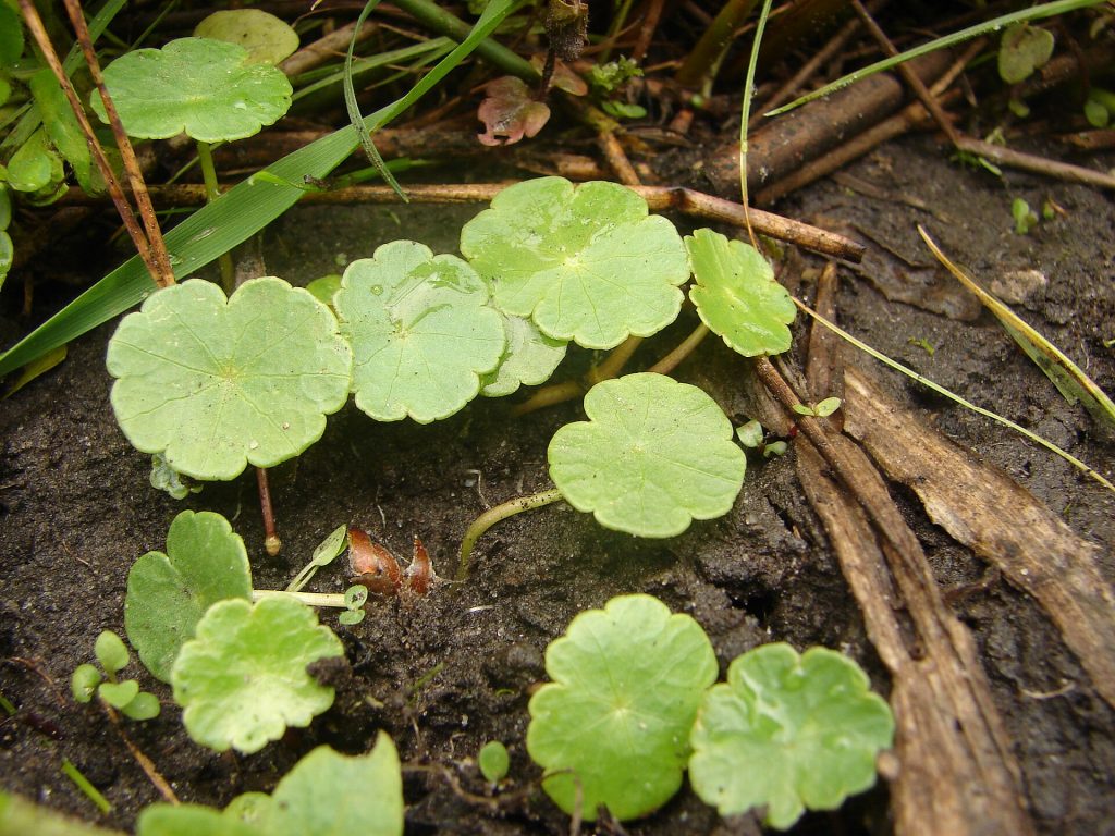 Hydrocotyle vulgaris L.jpg