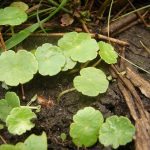 Hydrocotyle vulgaris L.jpg