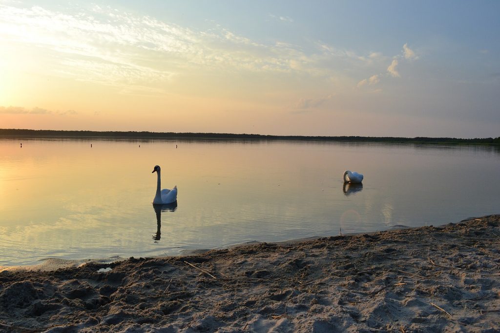 Swans on the Big Zhoranske Lake.JPG