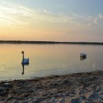 Swans on the Big Zhoranske Lake.JPG