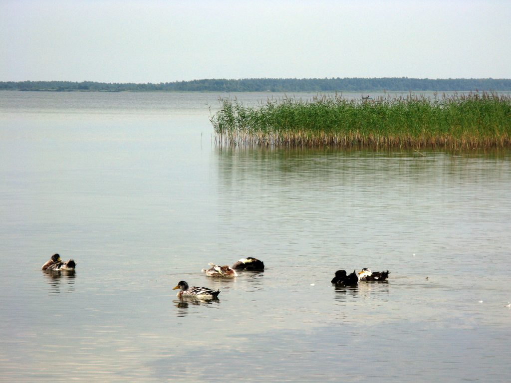 Озеро Світязь. 05.JPG