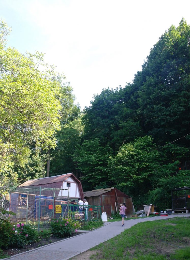 46-101-5039 Dybowsky dendropark SAM 4095.jpg
