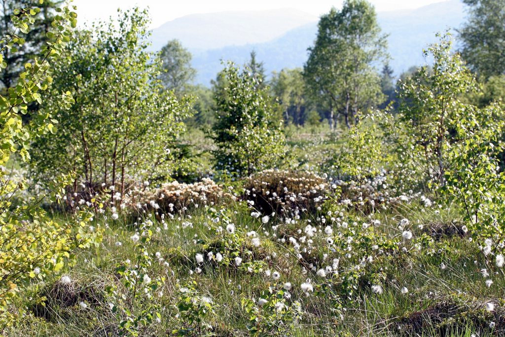 Bieszczady Moorlandschaft.JPG
