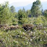 Bieszczady Moorlandschaft.JPG